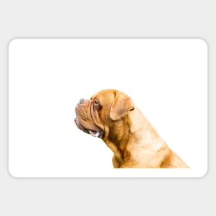 The Dogue de Bordeaux Or Bordeaux mastiff Sticker